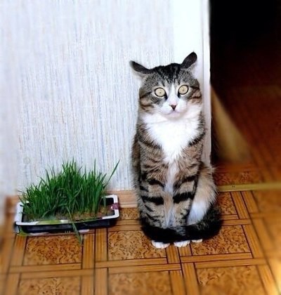 Котейки