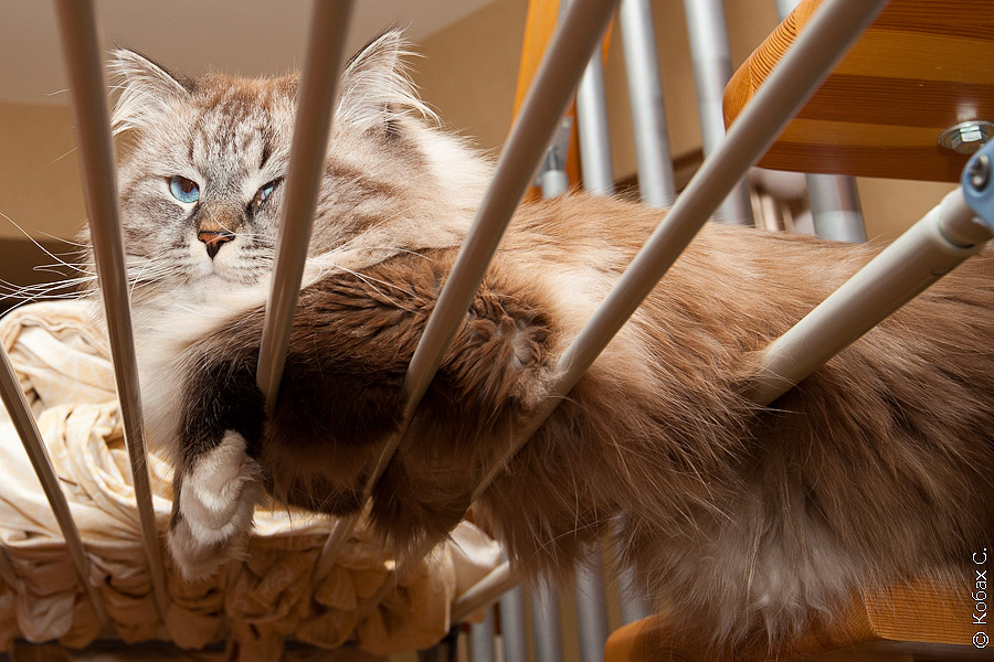 сибирский кот