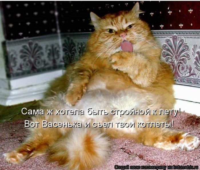 Котейки, собаки и один конь желают всем хорошего настроения!