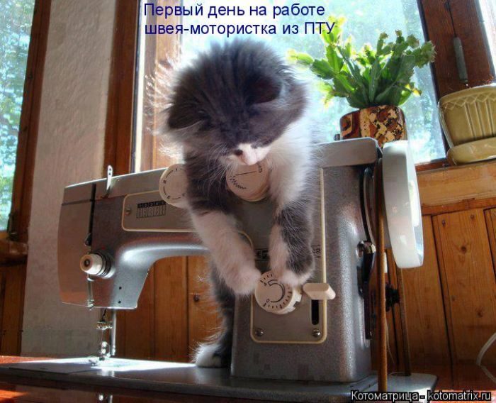 Лучшие котоматрицы недели