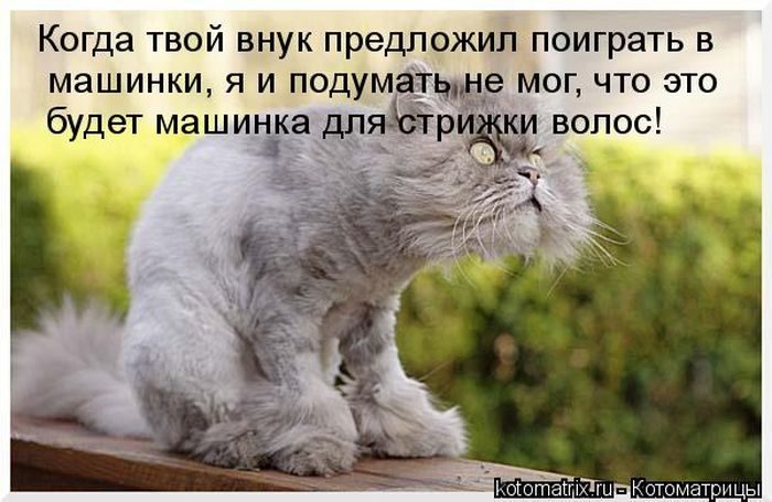 Лучшие котоматрицы недели