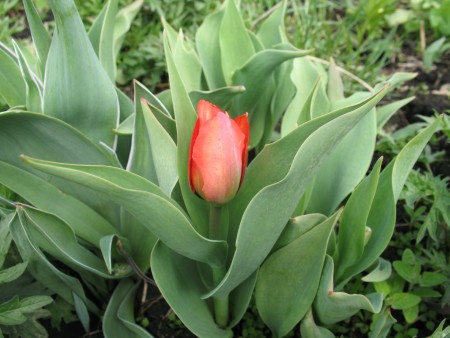 Тюльпаны — уход и выращивание