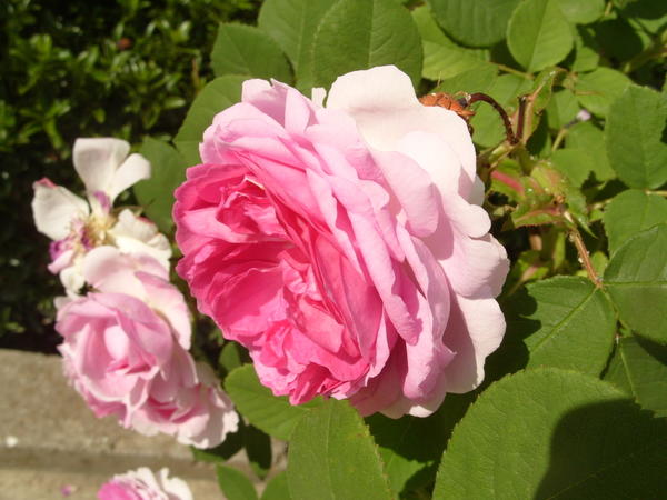 Романтическая роза сорт Honore de Balzac