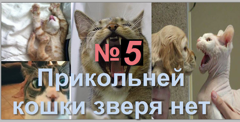 Прикольней кошки зверя нет 5 15