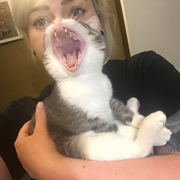 фотографии котов фотографии котов