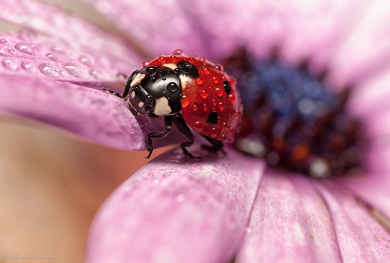 Ladybugs 7     