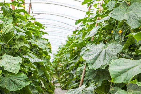 Дольше плодоносят огурцы в вертикальных грядках