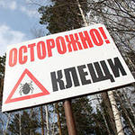 что делать, если кошку укусил клещ