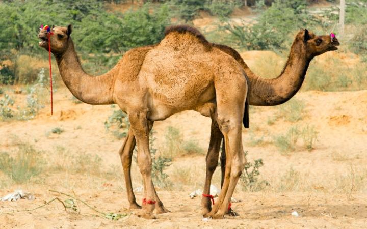 Лучшие фотографии животных прошлой недели