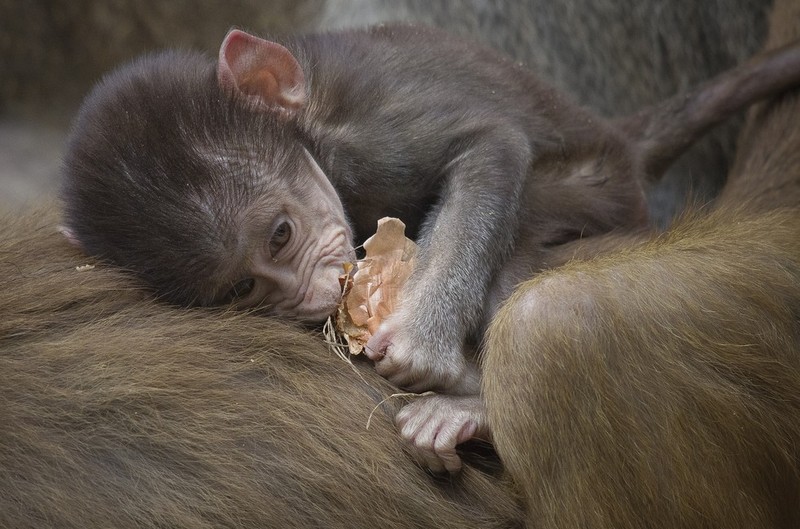 animalbaby7