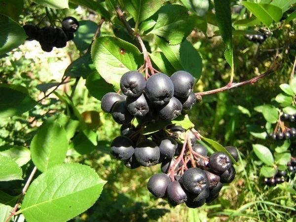 Вкусно и полезно. Осенние ягоды Вкусно и полезно. Осенние ягоды