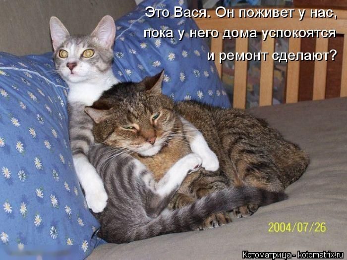 Лучшие котоматрицы недели