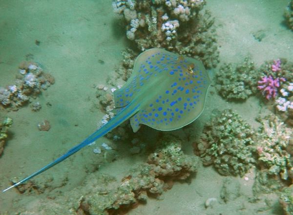 Самые ядовитые подводные обитатели