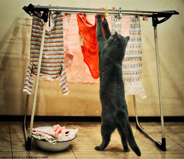 Смешные и просто красивые фотографии кошек (136 фото)