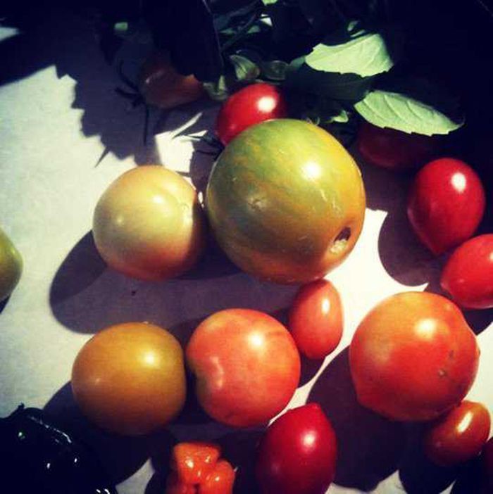 1. Хотите вырастить сладкие помидоры? Используйте пищевую соду сад, советы, хитрость