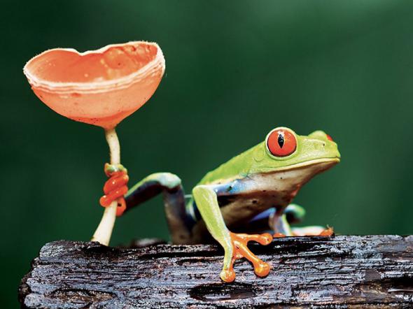 Лучшие фотографии National Geographic за август 2013