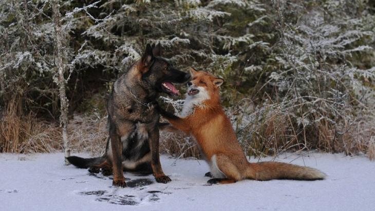 Sniffer fox and Tinni, дружба между лисой и собакой