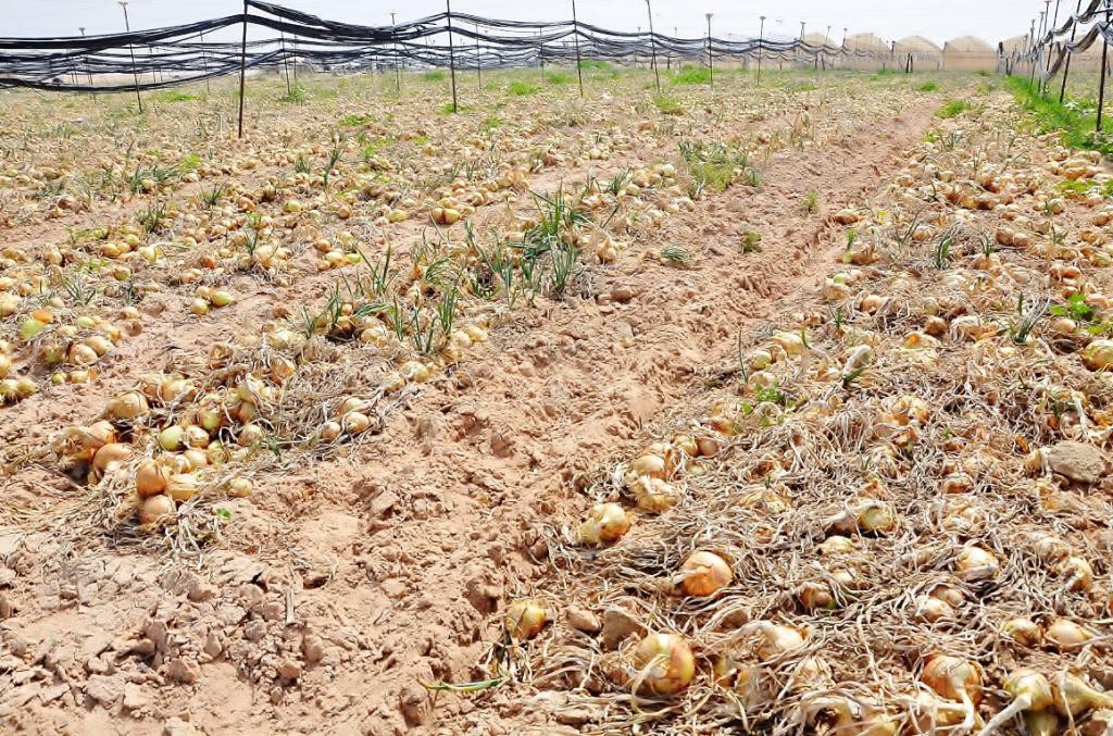Продукты сельского хозяйства Израиля выращиваются в песке и на минах израиль, мины, овощи, пустыня, фрукты