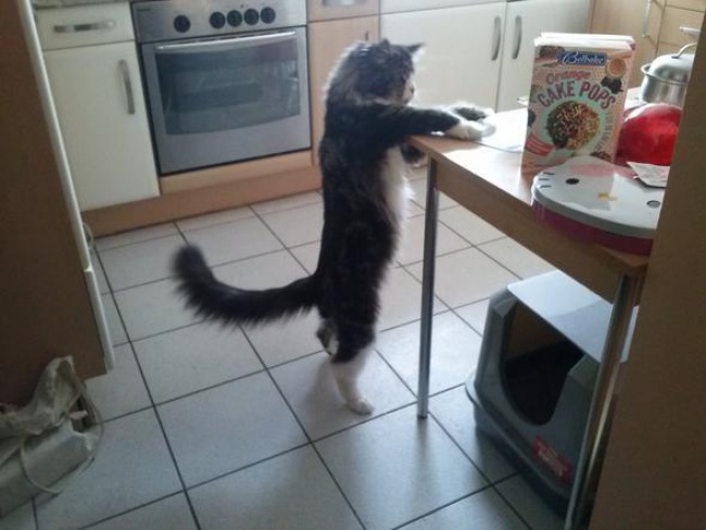 Большие коты