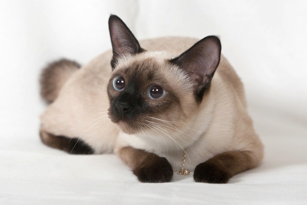 6. Сиамская кошка 6. Сиамская кошка животные, коты