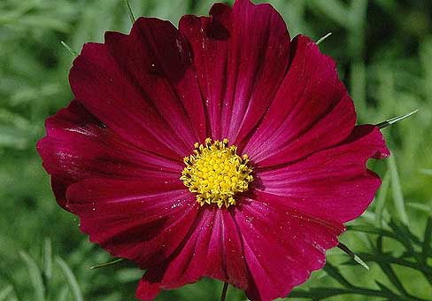Космос, космея (Cosmos) Космос, космея (Cosmos)