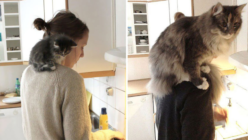 До и после животные, кошки