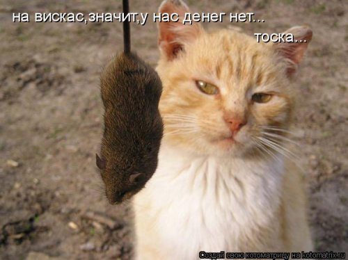 Котоматрицы, которые скрасят улыбкой ваш сегодняшний день!