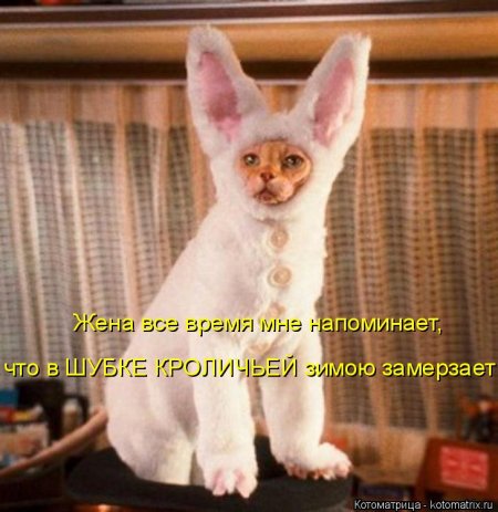 котомашечки от Лисицы))