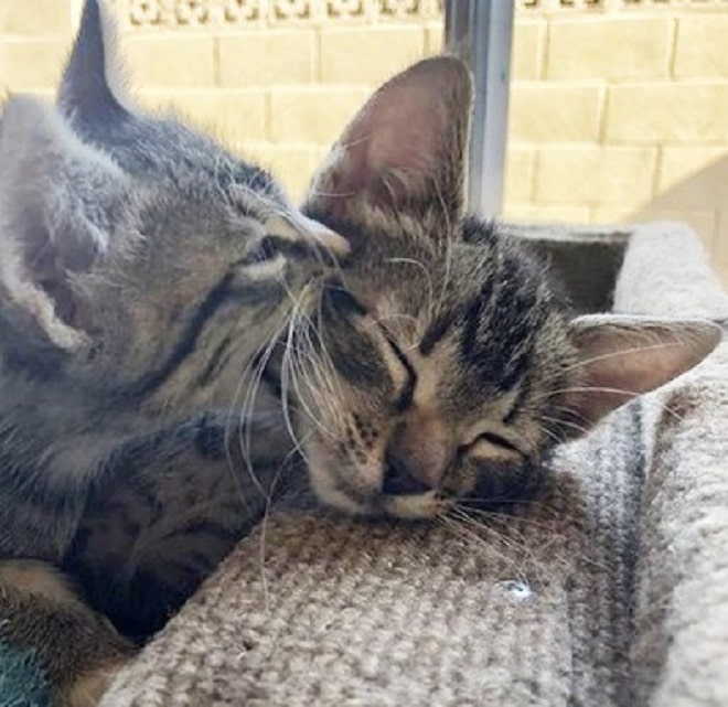 Котенок кусается Котята играют