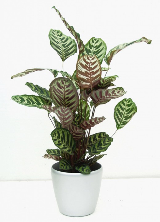   (Calathea makoyana)