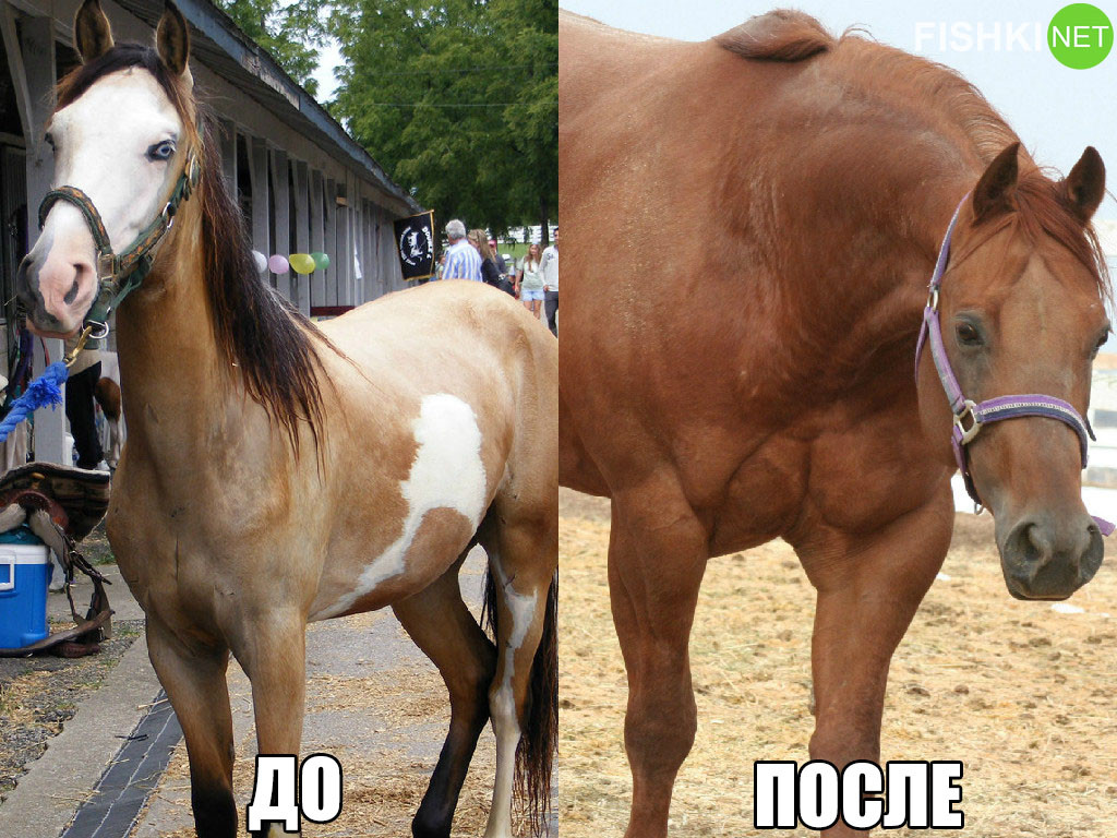 Подкачала ножки. животные, качки, юмор