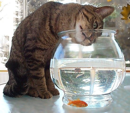 Коты- преступники Коты- преступники животные, юмор
