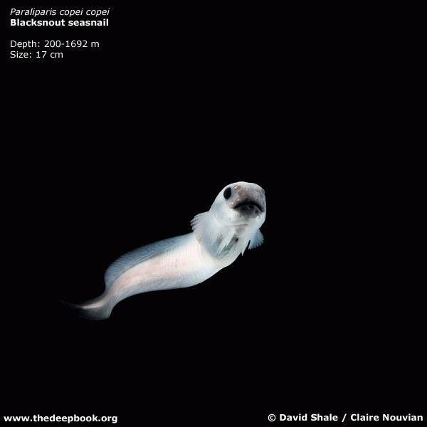 vpadina011