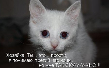 котомашечки от Лисицы))