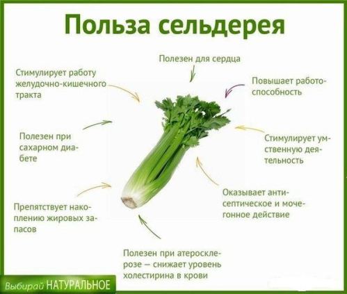 polza-seldereya1.jpg