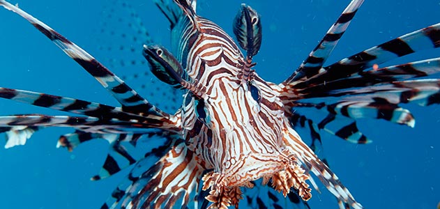 lionfish-invasion