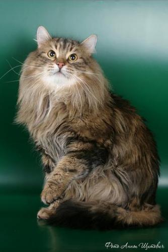 2222299_h__FIFe___ChWorld__WCF__Johnathan_Timanzhe2 (334x500, 21Kb)