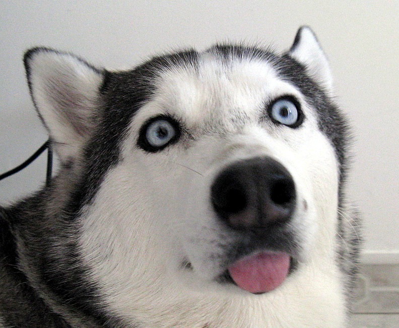 забавные фотографии животных