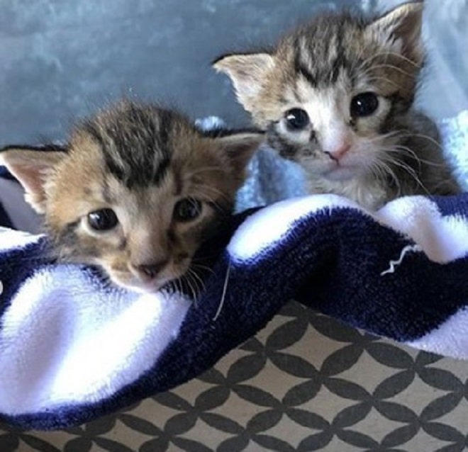 Грустные котята Двое котят