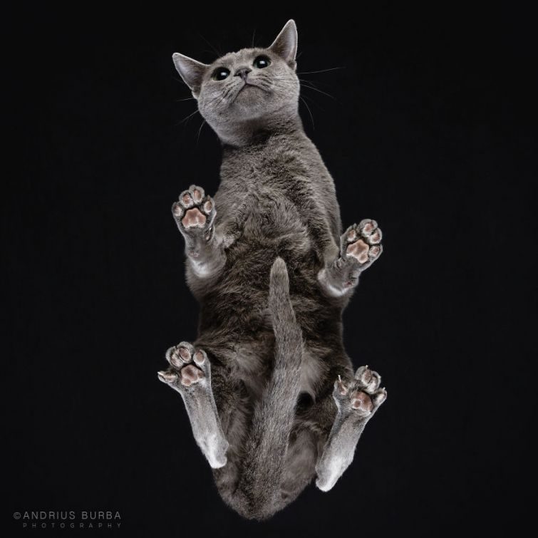 Обратная сторона кота Обратная сторона кота