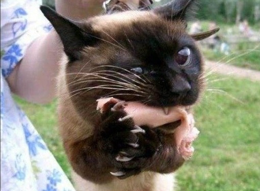 Коты- преступники Коты- преступники животные, юмор