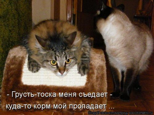 Котоматрицы, которые скрасят улыбкой ваш сегодняшний день!