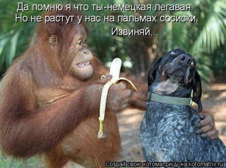 котомашечки от Лисицы))