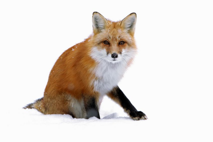 Лиса, Камера, Курьез