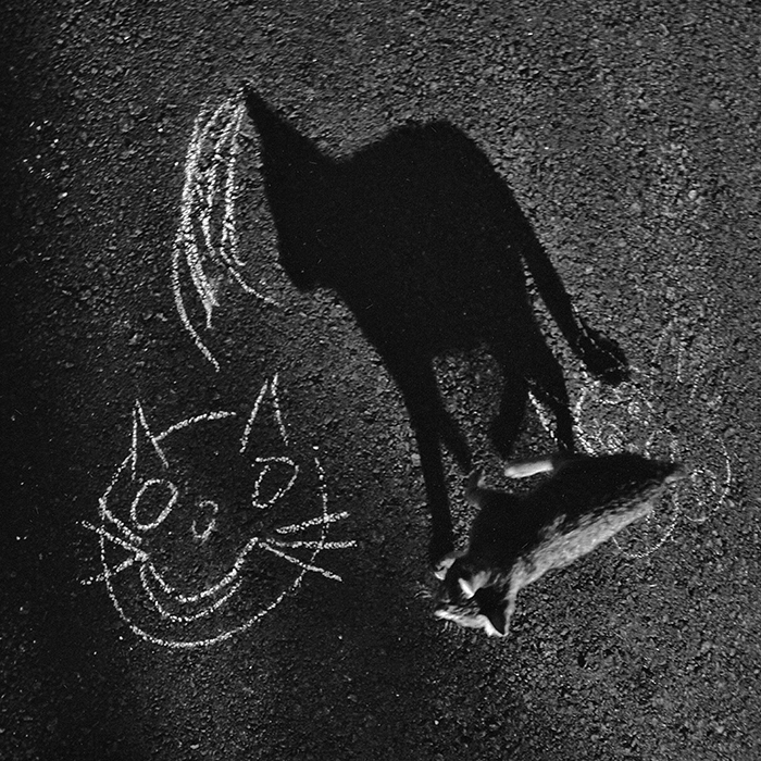 Бездомные кошки
