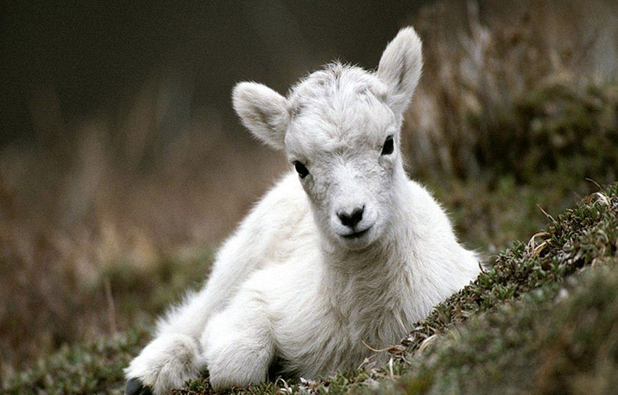 NewPix.ru - ������������ ���������� ��������