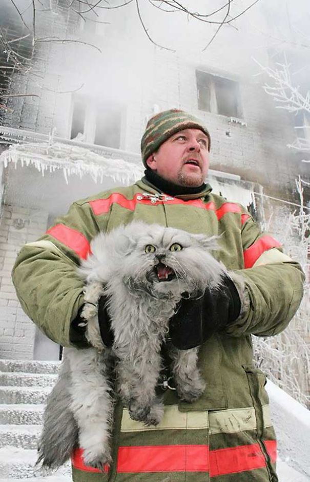 пожарный спасает кота