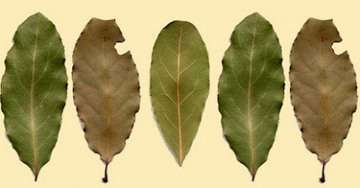 Она разложила сухие листья по всем углам дома. Узнав причину, я сразу сделал то же самое!