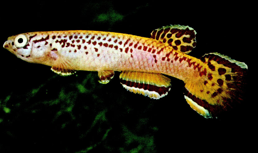 АФИОСЕМИОНЫ (Aphyosemion)