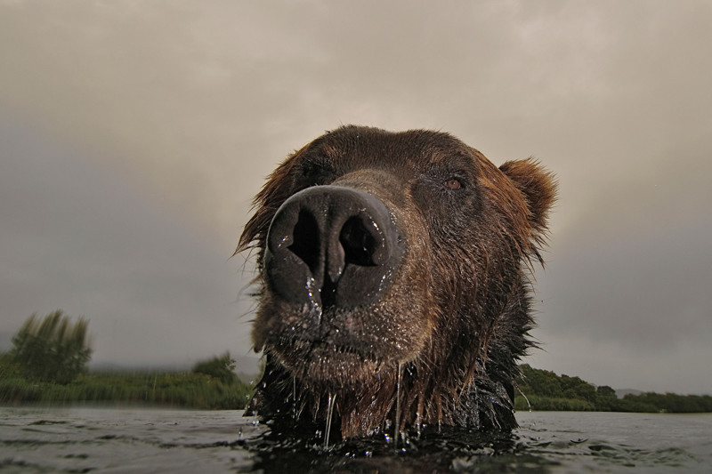 Сергей Горшков - &quot;Медвежий&quot; фотограф в мире, животные, люди, медведи, фото, фотограф